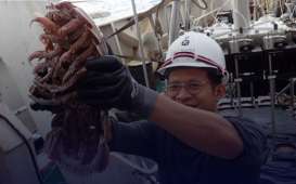 'Kecoak Laut Raksasa’ Ditemukan di Laut Dalam Indonesia