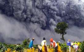 Dahsyat! Ini Foto Erupsi Sinabung Terlihat Gulung-menggulung