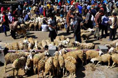 Harumnya Bisnis Domba Kambing di Tengah Pandemi