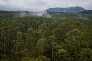 2 Dekade, 100 Juta Ha Hutan Lenyap, Cek Kondisi Sejumlah Negara