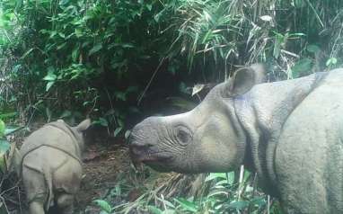 2 Badak Jawa Lahir di Taman Nasional Ujung Kulon