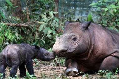 Selamatkan Populasi Badak Sumatra, Dana Rp100 Miliar Digelontorkan