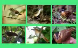 172 Tahun Hilang, Burung Pelanduk Kalimantan Kembali Ditemukan 