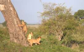 Ini Tempat Paling Menarik di Afrika untuk Anda Kunjungi