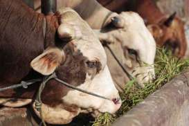 Pembelian Peternakan Sapi di Belgia Tak Hilangkan Kewajiban Swasembada Daging