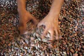 Ekspor Kakao Fermentasi dari Bali Tak Sekuat Produksi Petani