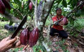 Ekspor Tertahan Pandemi, Pahit Sepat Kakao Bali Jadi Pekat
