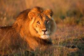 8 Singa di Kebun Binatang India Positif Covid-19