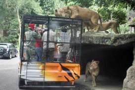 Gembira Loka Zoo Tambah Koleksi Hewan Tarik Minat Berkunjung
