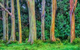 Pohon Eukaliptus Pelangi, Si Cantik yang Hanya Ada di Indonesia dan Filipina