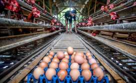 Penurunan Harga Telur Ayam Bebani Peternak di Boyolali