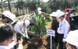 Peremajaan Sawit Rakyat Tingkatkan Produktivitas Petani Swadaya di Merangin