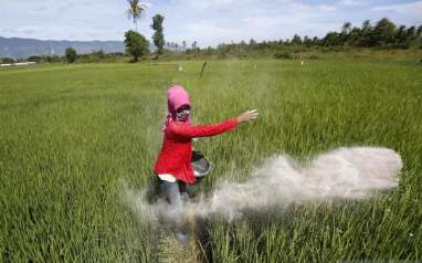 Harga Pupuk Naik, Pemerintah Berikan Jaminan