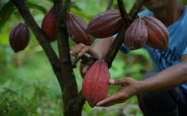 Biji Kakao Jembrana Laris Manis di Pasar Eropa, Jepang, dan AS
