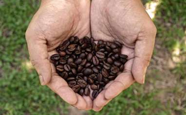 Industri Kopi Bakal Bergeliat Lagi, Ini Alasan Kemenperin