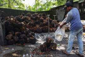 Mengurai Penurunan Harga TBS Petani di Sumsel