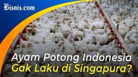 Singapura Hadapi Krisis Ayam Potong, Kenapa?