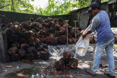 Petani Sawit di Sumsel Masih Hadapi Penurunan Harga