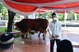 Iduladha 1443, Wapres Kurban Sapi Simmental Seberat 1 Ton di Istiqlal