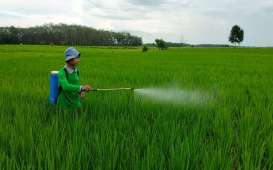 Petani di OKI Beralih ke Pupuk Organik Akui Lebih Hemat Biaya