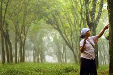 PTPN VIII akan Konversi Karet ke Sawit seluas 15.000 Hektare