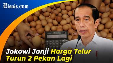 Harga Telur Ayam Tinggi, di Papua Nyaris Rp40.000 per Kg