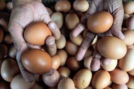 Harga Telur Hari Ini Mulai Turun, Jadi Rp30.200 per Kg