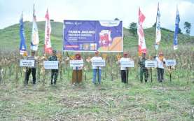 Capai Hasil Maksimal, Agrosolution Pupuk Kaltim Dorong Produktivitas Jagung Boalemo hingga 7,6 Ton/Ha