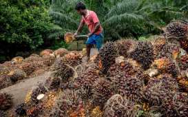 Petani Sawit Ingin Harga Referensi CPO Kemendag Jadi Rujukan Utama