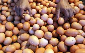 Merangkak Naik, Harga Telur di Jakarta Hari Ini Tembus Rp31.568 per Kg
