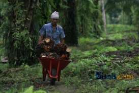 Program Replanting Sawit Tak Capai Target Jokowi, Ini Sebabnya