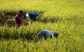 Awal Tahun, Nilai Tukar Petani Riau Turun 0,67 Persen