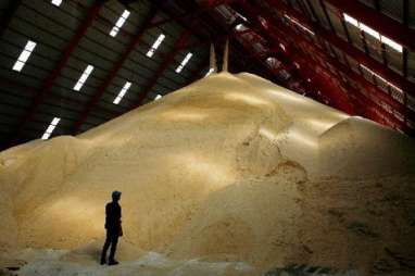 Holding Kebun PTPN III Targetkan Produksi 40.000 ton Gula