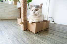 Mengenal Ciri Kucing Munchkin, Harga, dan Cara Perawatannya