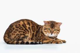 Mengenal Kucing Bengal, Jenis Kucing Termahal di Dunia