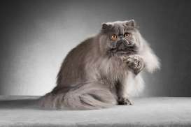 Ciri-ciri Kucing Persia, Jenis Kucing Ras yang Banyak Disukai