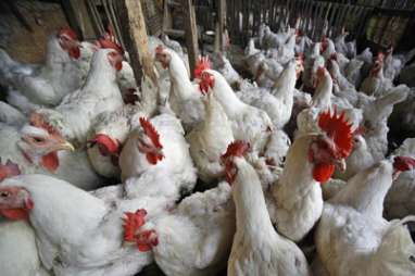 Peternak Boncos Harga Ayam Anjlok, Ini Langkah Bapanas