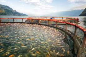 Permintaan Ikan Tilapia atau Ikan Nila Tinggi