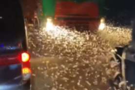 Viral Fenomena Magelang Hujan Laron, Jalanan Tak Terlihat hingga Pemotor Terjatuh