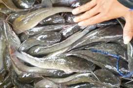 Cerita Yuvik dan Kustri Hidayati Sukses Kembangkan Bisnis Olahan Ikan Lele 3 Ton per Bulan