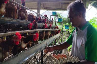 Dibantu KUR, Peternak Ayam Petelur di Bali Mulai Bangkit