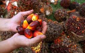 Protes UU Deforestasi, Wakil Perdana Menteri Malaysia Tiba di Brussel