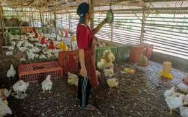 Harga Ayam Potong Naik Signifikan di Padang, Kini Capai Rp45.000 Per Kg