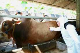 Harga Sapi di Jatim Mulai Naik Sampai Rp3 Juta/Ekor
