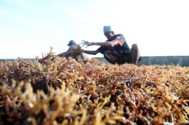 Rumput Laut Cokelat Jadi Sumber Pangan Masa Depan