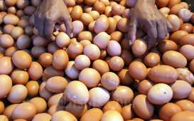 Operasi Pasar Telur Ayam Bakal Digelar Bila Harga Tak Kunjung Turun