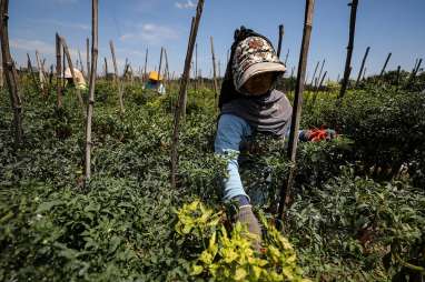 Bupati: Pertanian Solok Butuh Teknologi dan Support dari Kementan