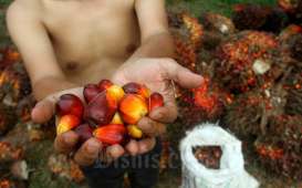 Harga Sawit Sumsel Masih Anjlok Rp2.038 per Kilogram