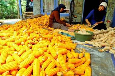 Industri Pakan Ternak Menjerit, Harga Jagung Melambung Terimbas El Nino