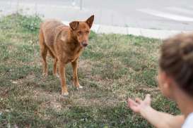 5 Arti Mimpi Digigit Anjing Berdasarkan Letaknya